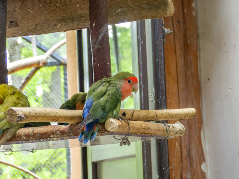 Rosy-faced lovebird (Agapornis roseicollis)