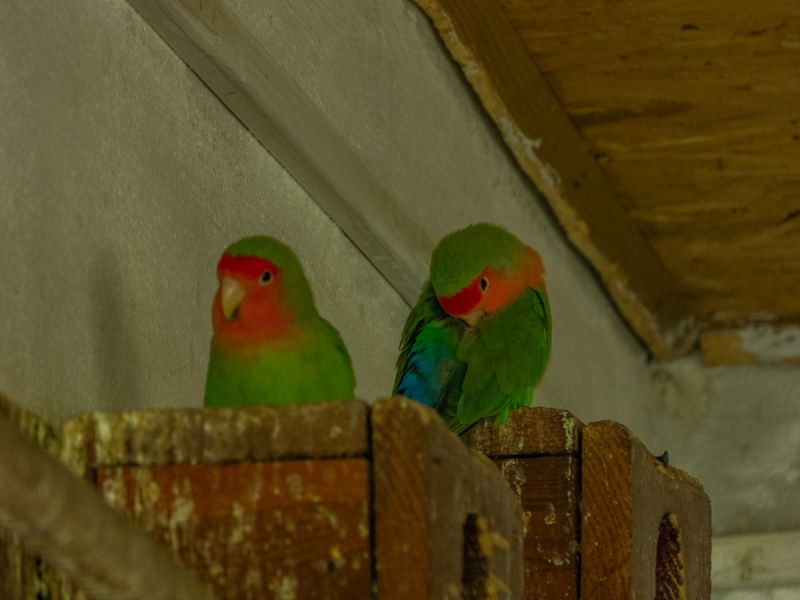 Rosy-faced lovebird (Agapornis roseicollis)