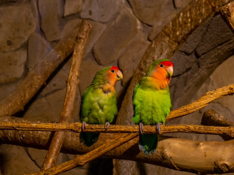 Rosy-faced lovebird (Agapornis roseicollis)