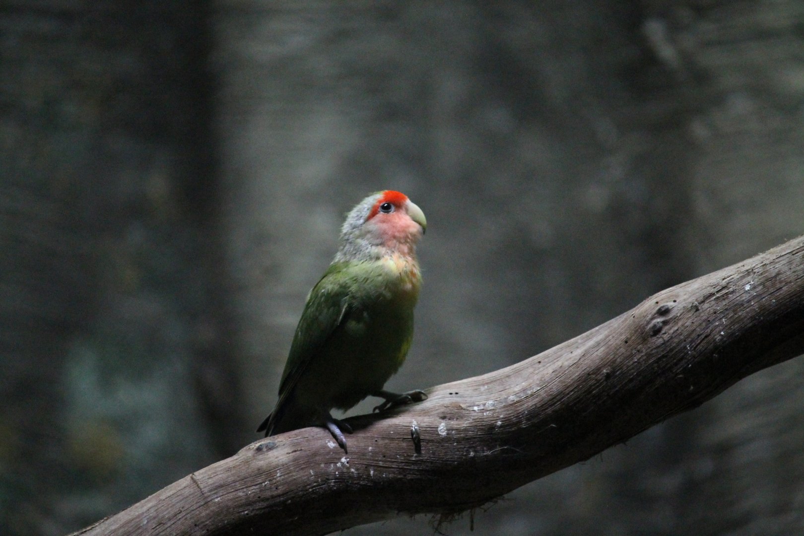 Rosy-faced Lovebird (Agapornis roseicollis)