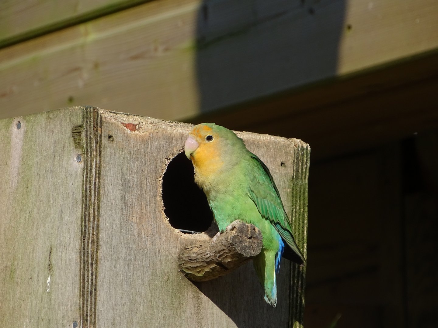 Rosy-faced lovebird (Agapornis roseicollis)