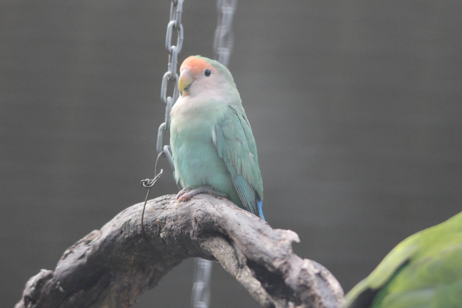 Rosy-Faced Lovebird, Riddiford Garden aviary