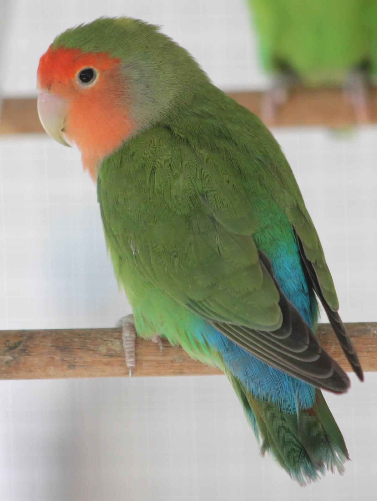 Rosy-faced lovebird