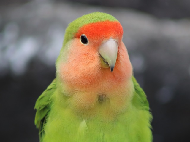 Rosy-faced Lovebird