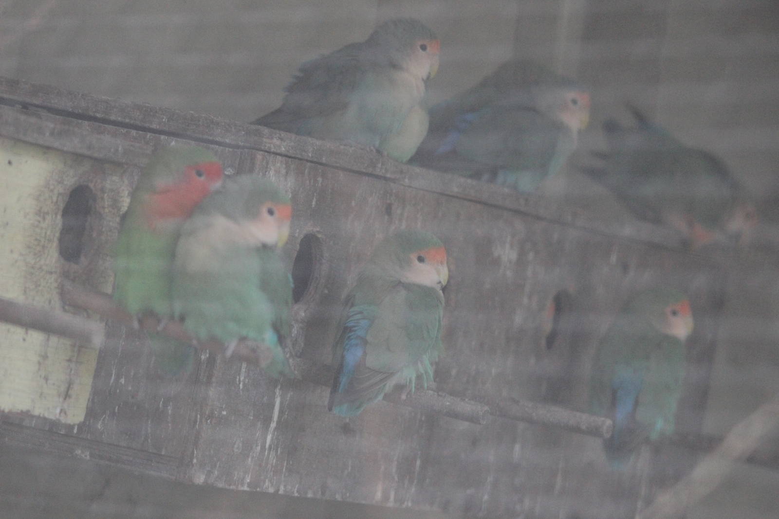 Rosy-Faced Lovebirds, Riddiford Garden aviary