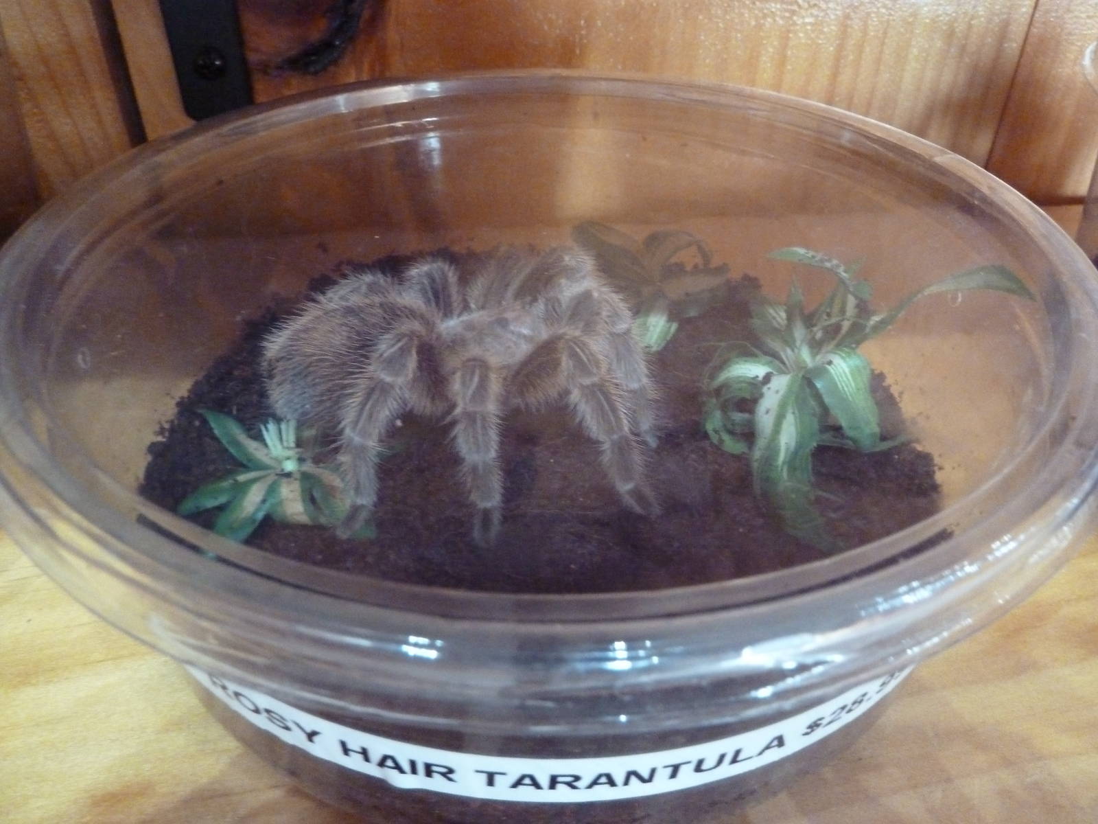 Rosy Hair Tarantula $28.99