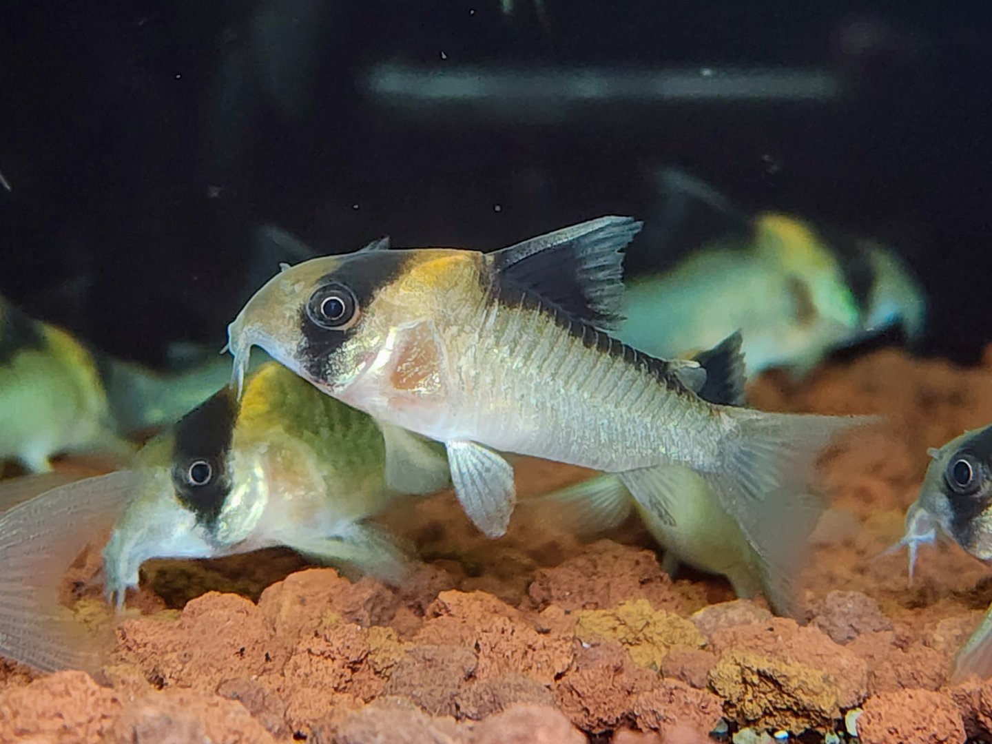 Rosy Opercle Cory (Hoplisoma cf. burgessi "C121")