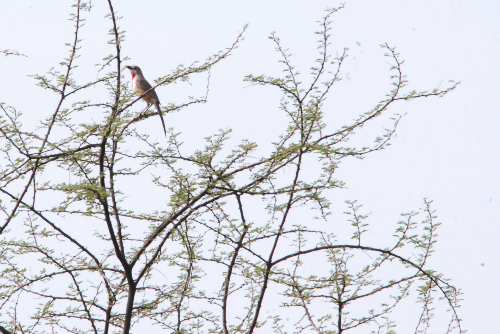 Rosy-patched Bush-shrike in Awash NP, 12/10/14