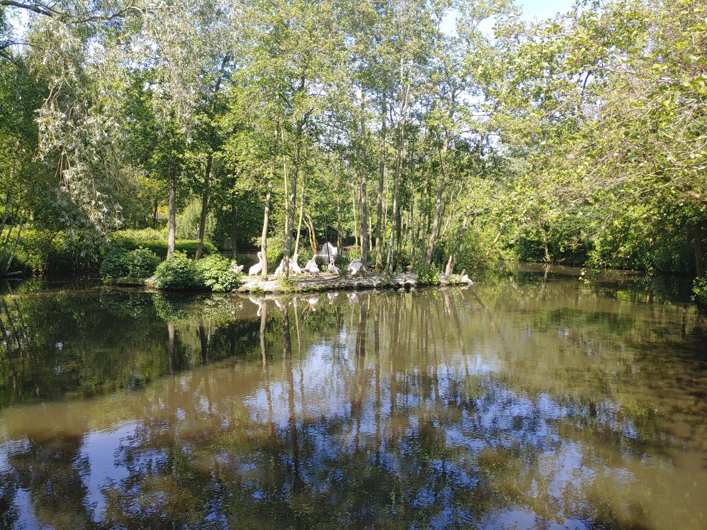 Rosy pelican enclosure