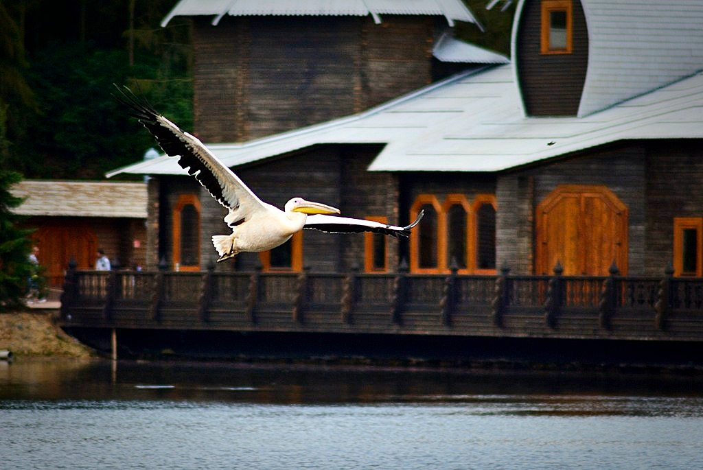 Rosy pelican in free flight