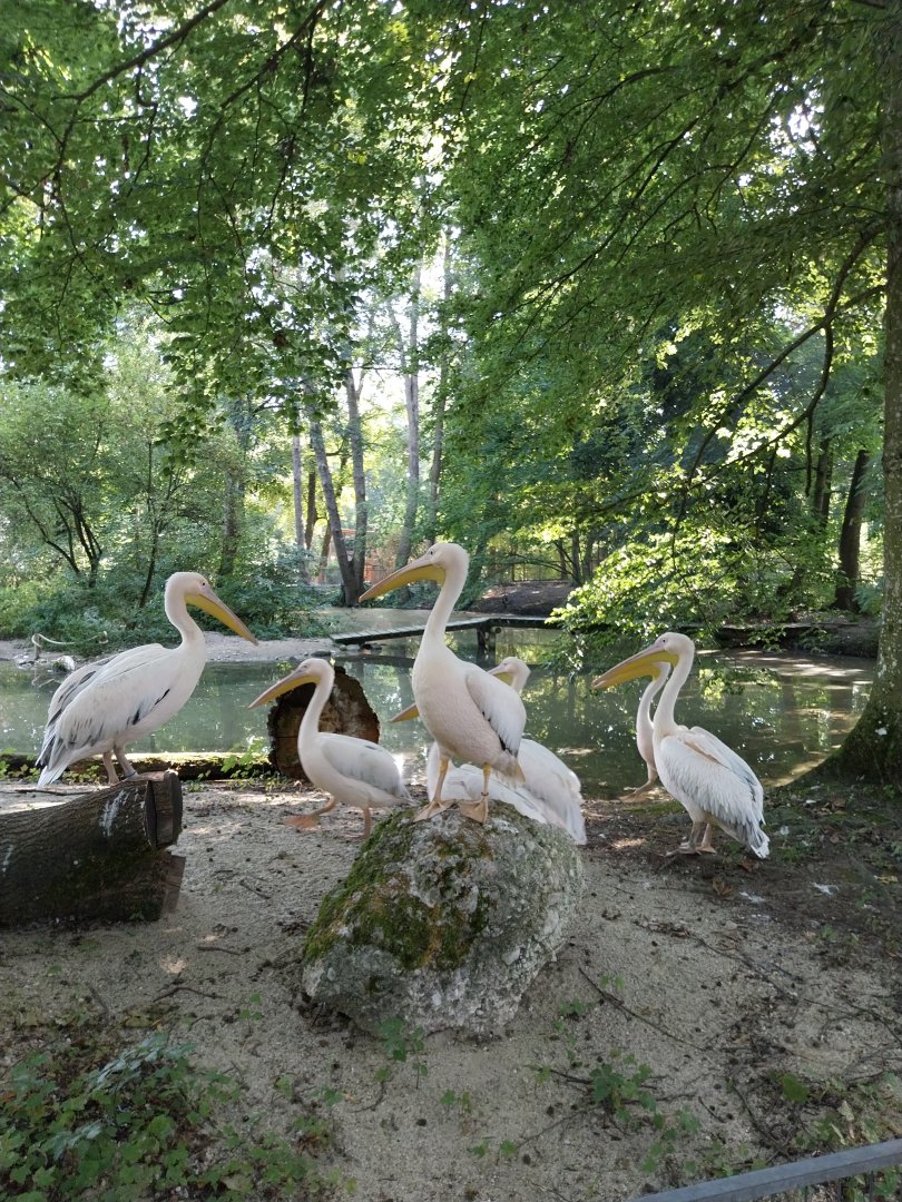Rosy pelican (Pelecanus onocrotalus)