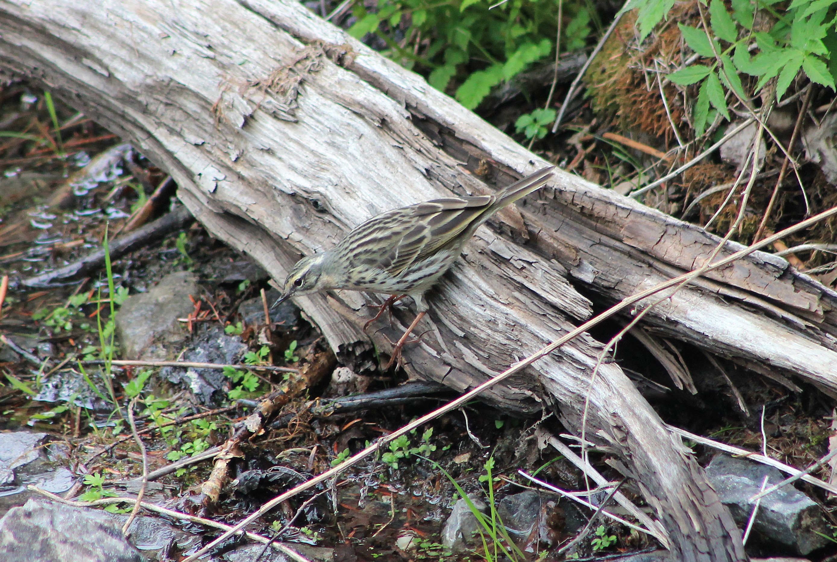 Rosy Pipit (Anthus roseatus)
