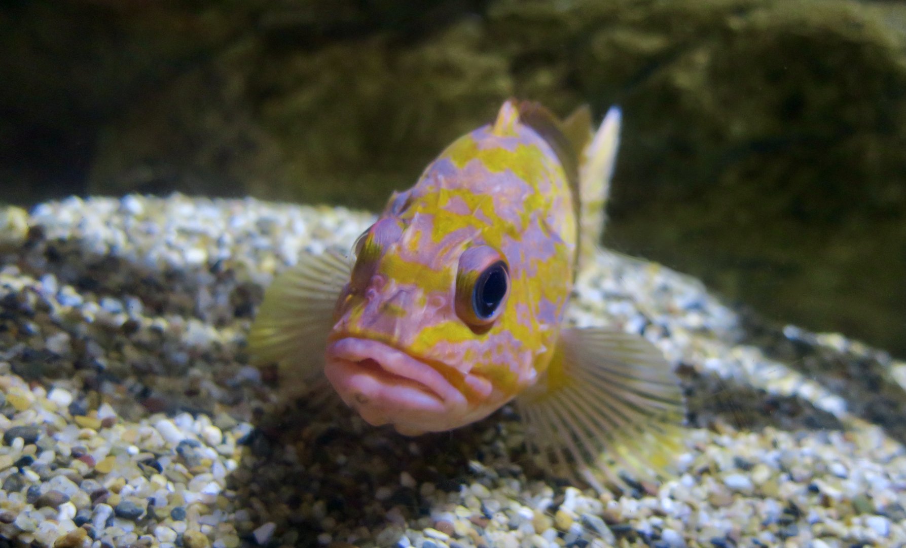 Rosy Rockfish (Sebastes rosaceus)