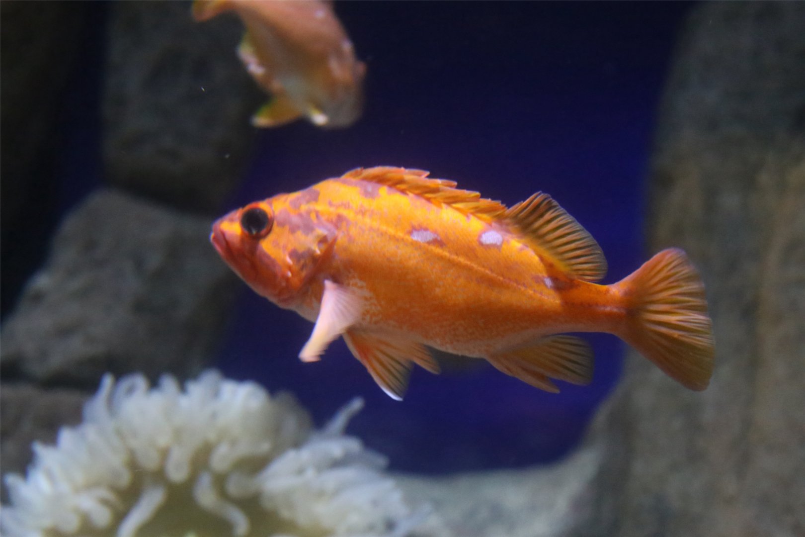Rosy Rockfish (Sebastes rosaceus)