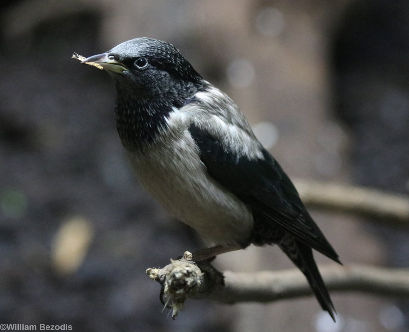 Rosy Starling (new for the zoo)
