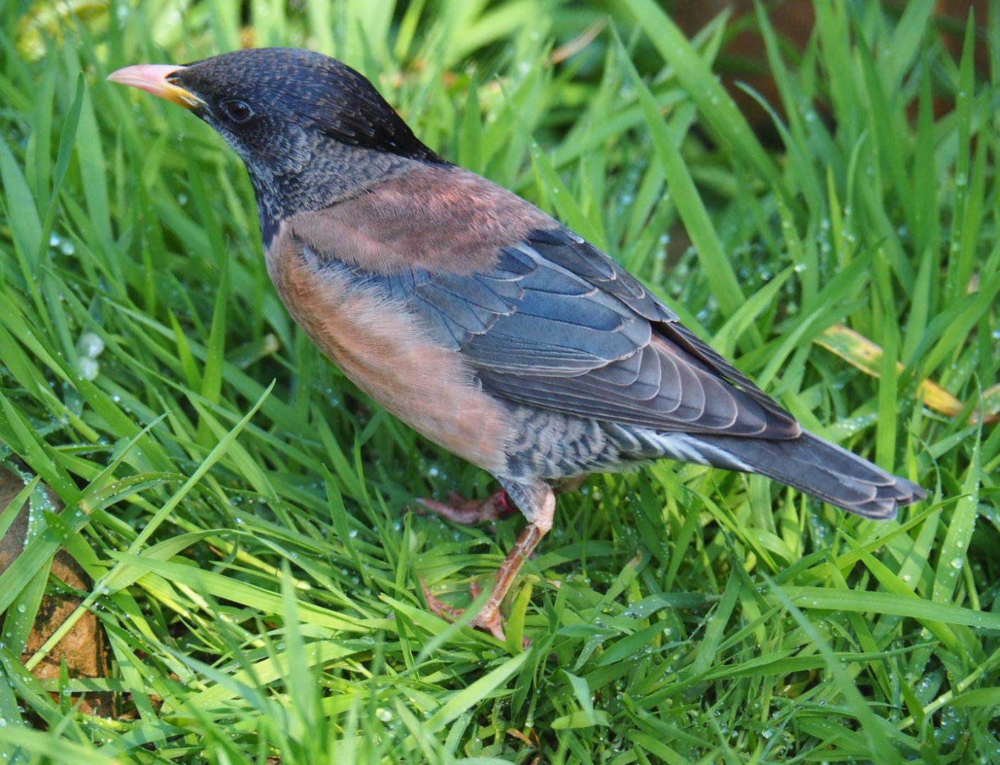 Rosy starling (Pastor roseus), 2019-04-20
