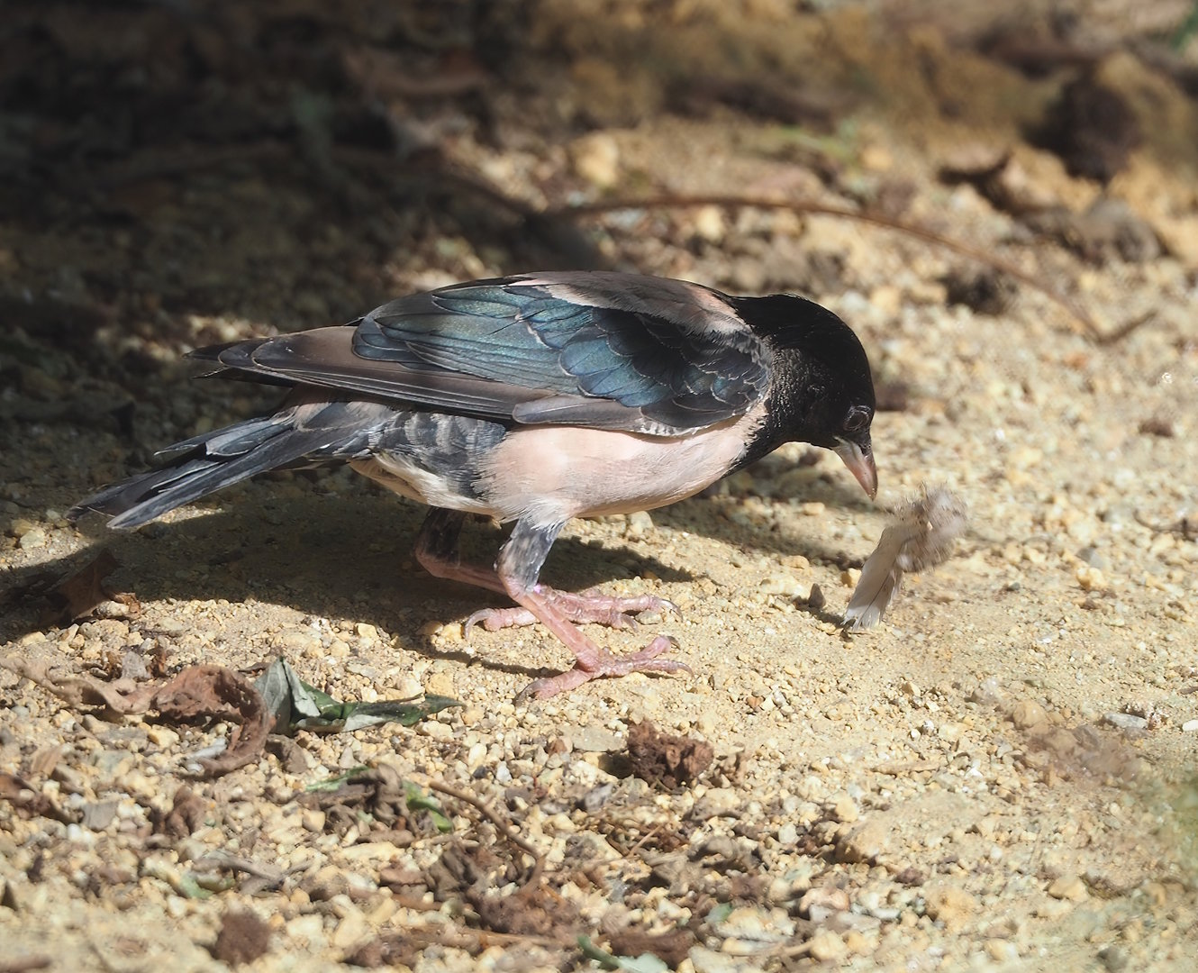 Rosy starling (Pastor roseus), 2022-09-04