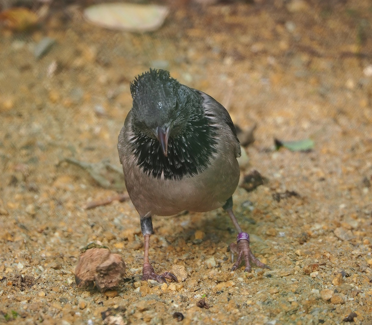 Rosy starling (Pastor roseus), 2022-10-29