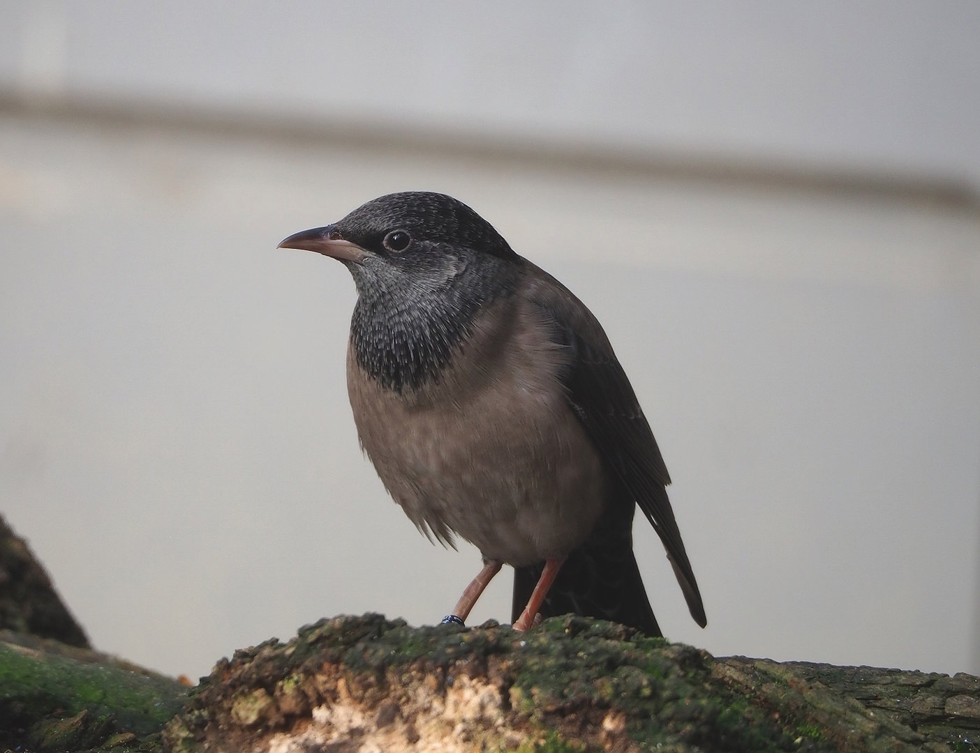 Rosy starling (Pastor roseus), 2022-10-29
