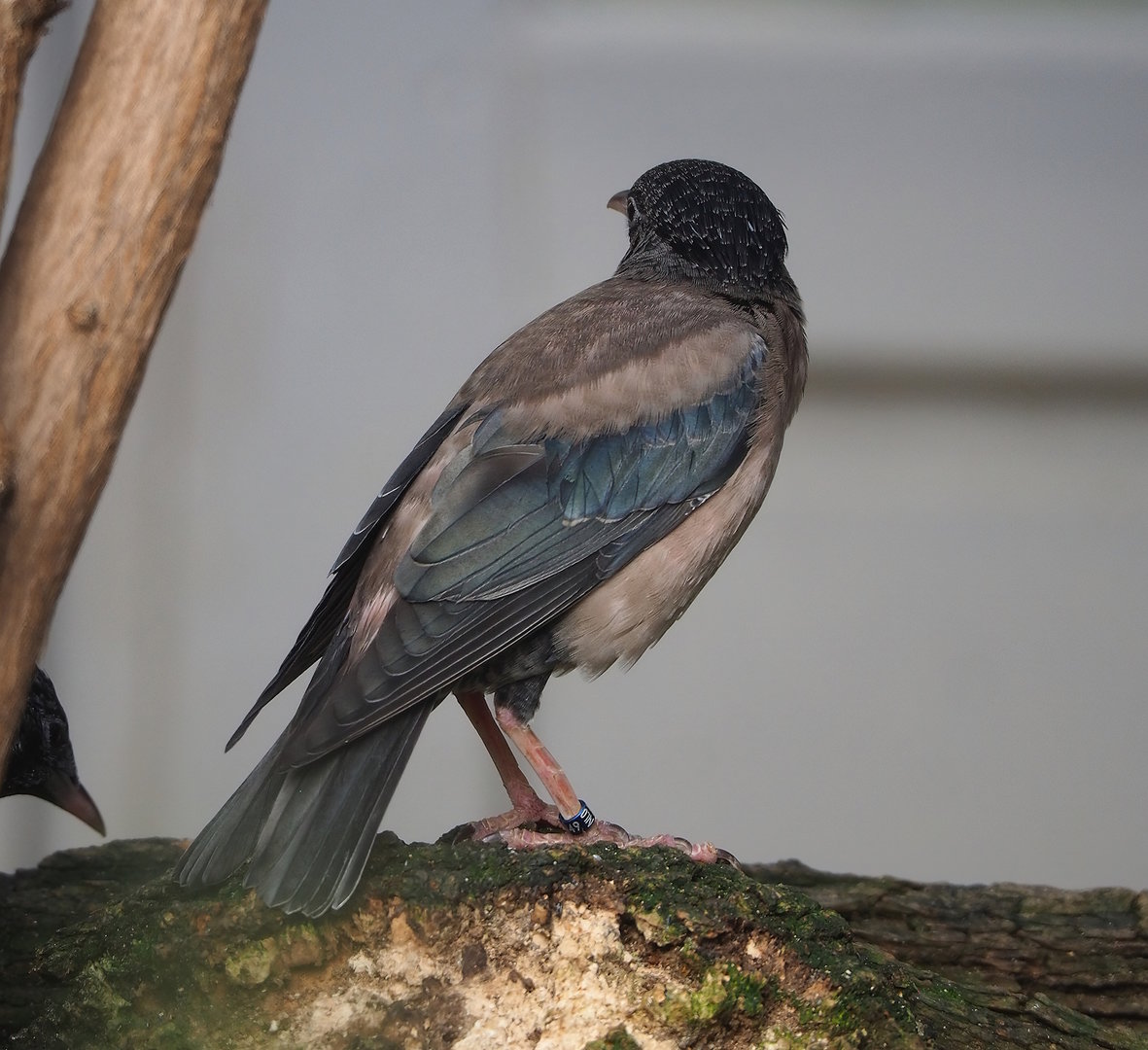 Rosy starling (Pastor roseus), 2022-10-29