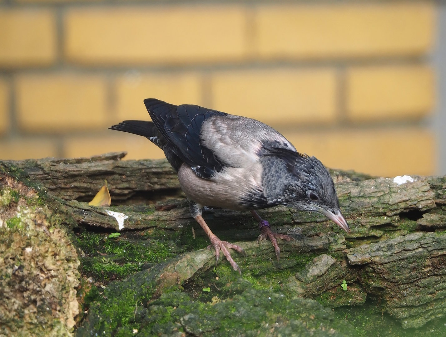 Rosy starling (Pastor roseus), 2022-10-29