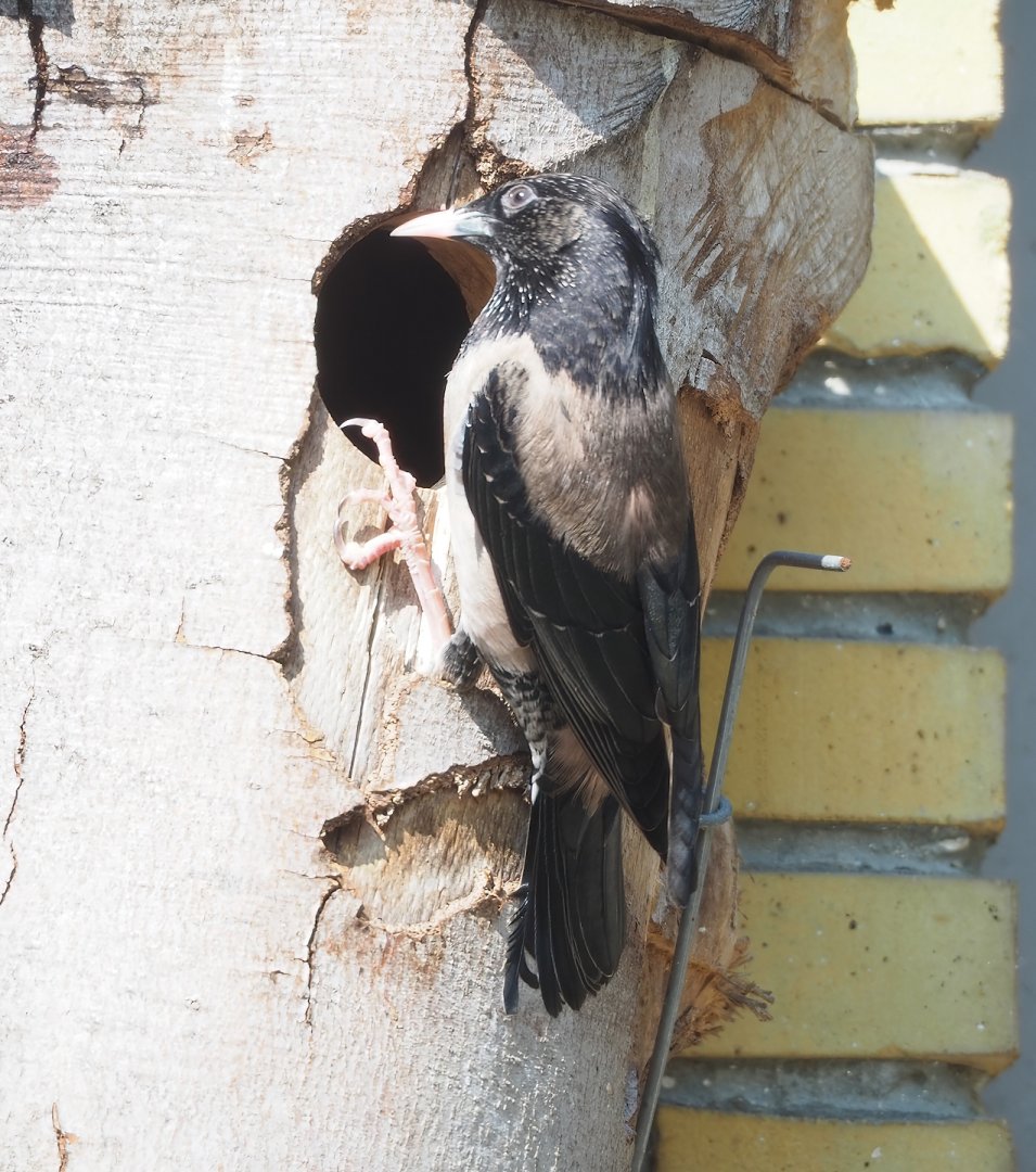 Rosy starling (Pastor roseus), 2023-04-08