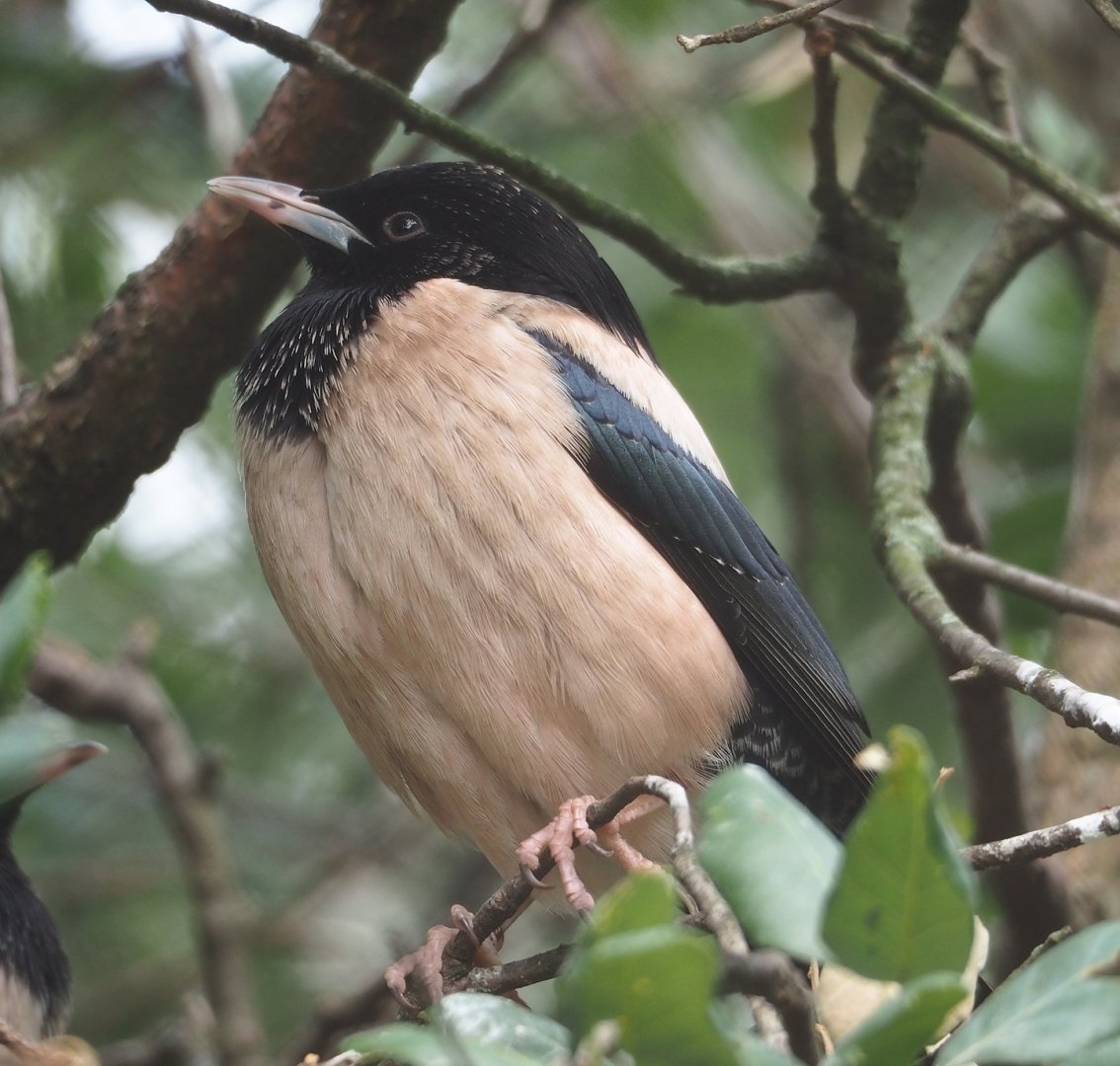 Rosy starling (Pastor roseus), 2023-07-22
