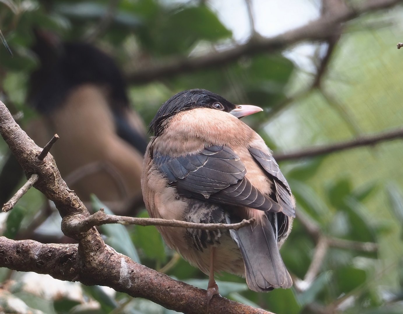 Rosy starling (Pastor roseus), 2023-07-22