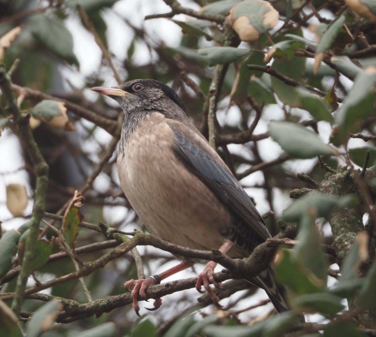 Rosy starling (Pastor roseus), 2024-03-09