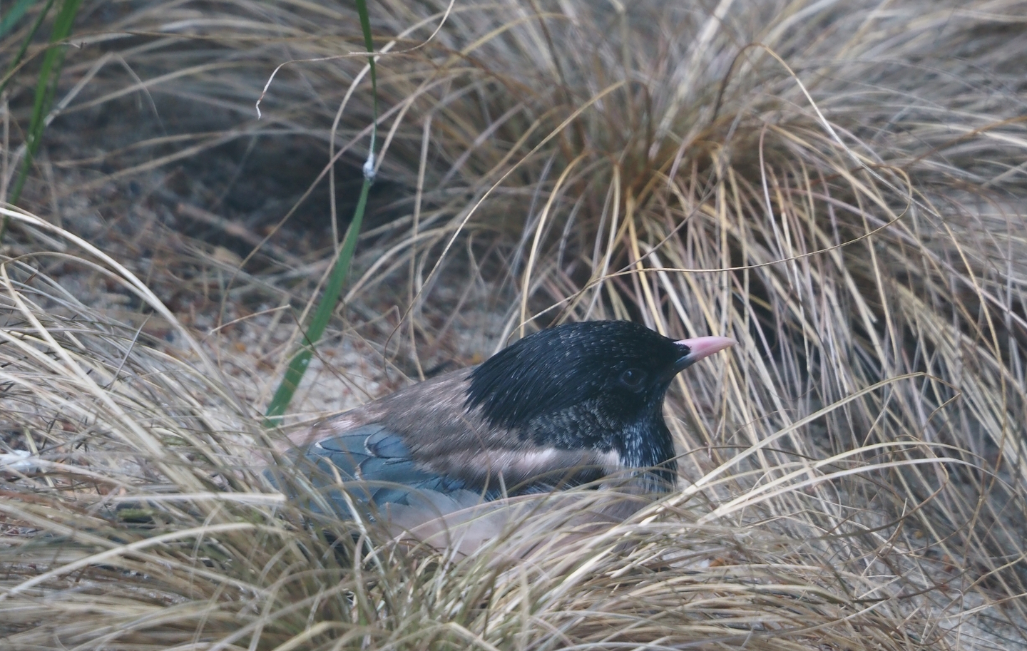 Rosy starling (Pastor roseus), 2024-05-23