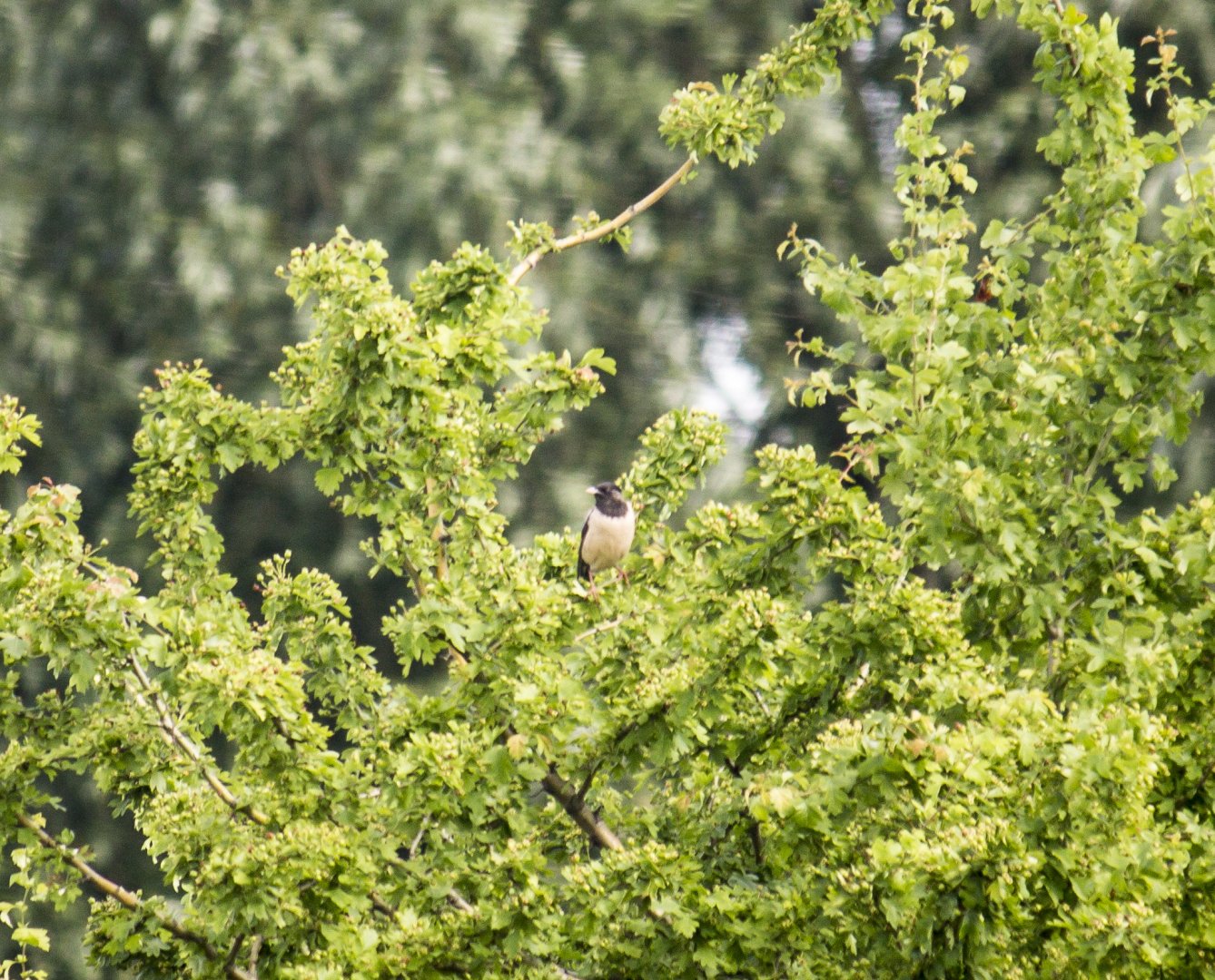 Rosy starling, Pastor roseus