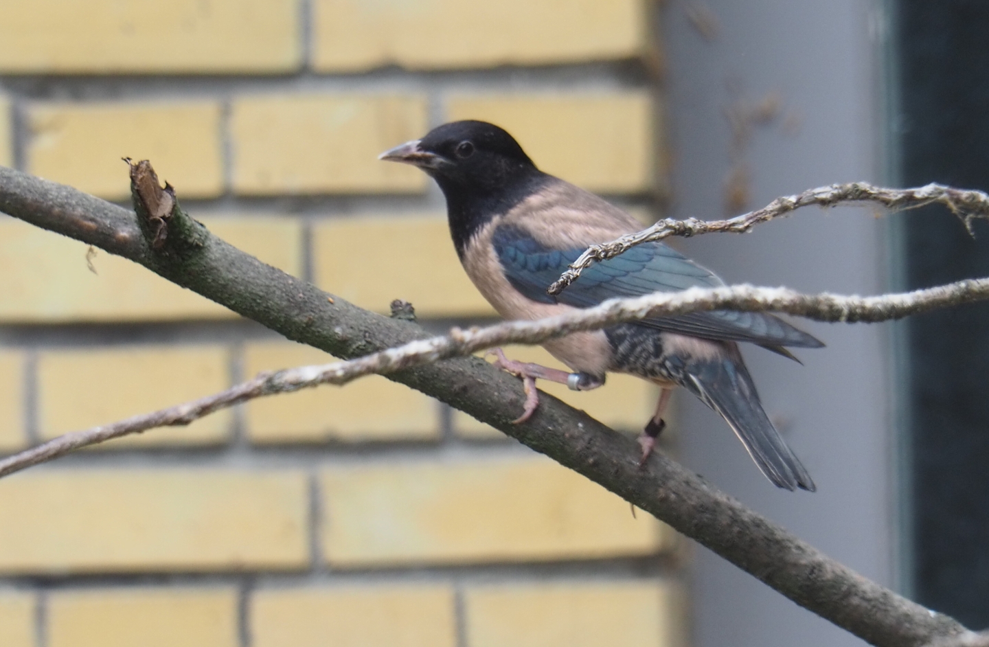 Rosy starling (Pastor roseus)