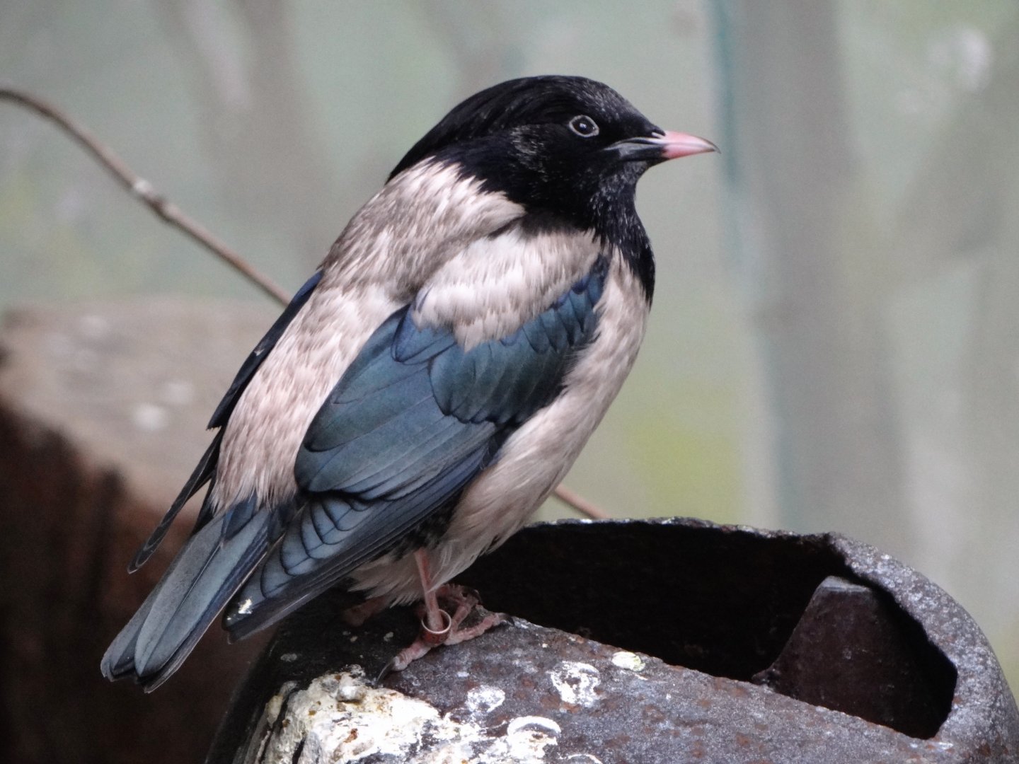 Rosy starling (Pastor roseus)
