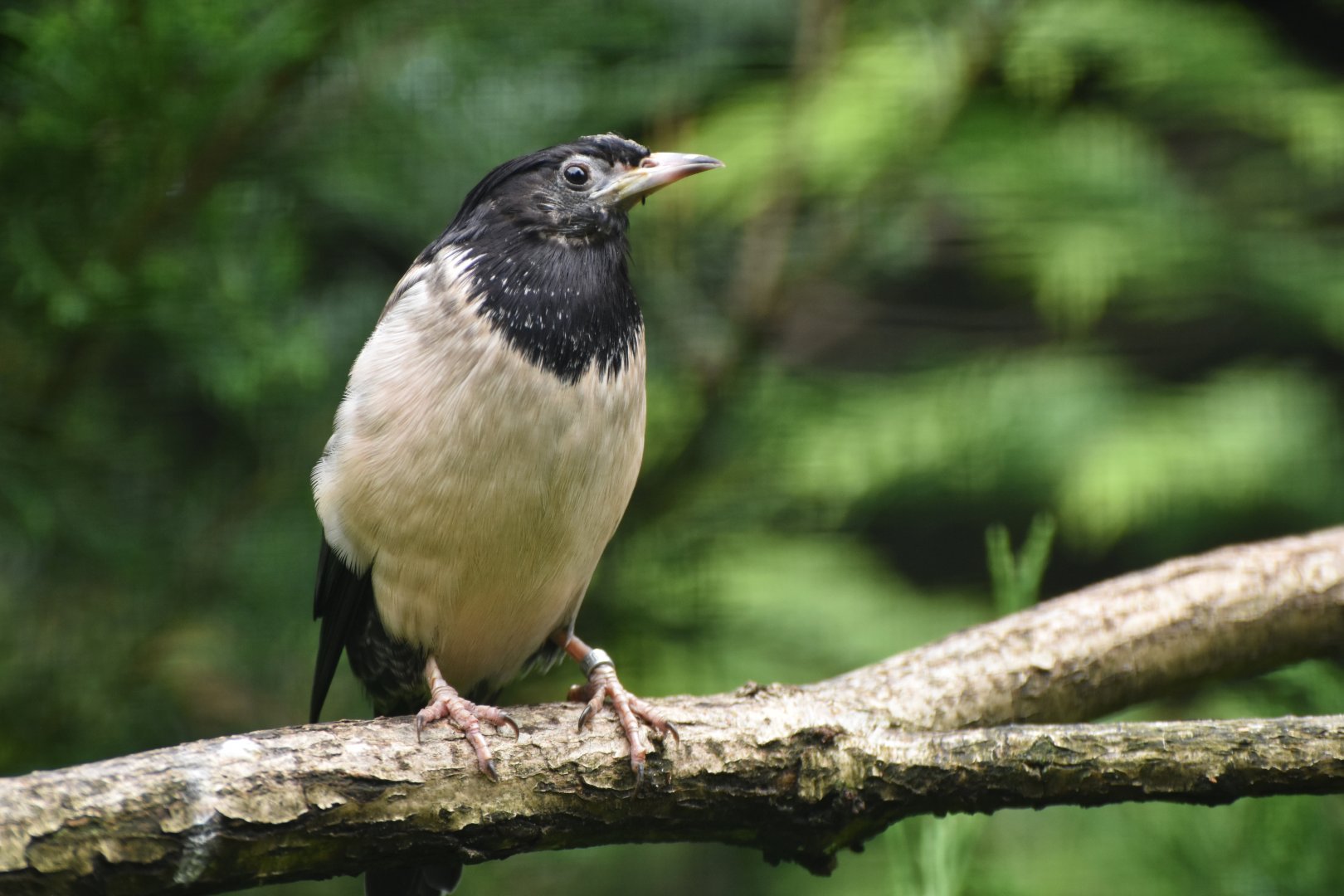 Rosy Starling Pastor roseus