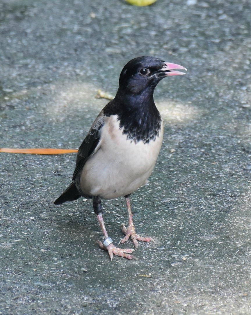 Rosy Starling (Pastor roseus)