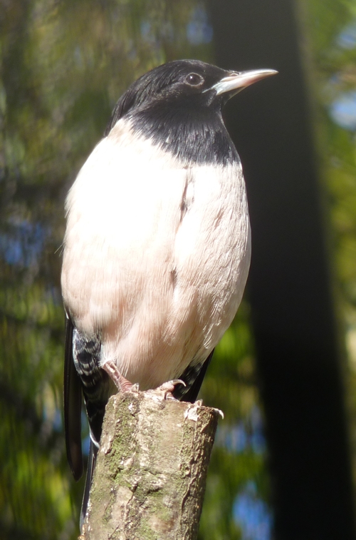 Rosy starling (Sturnus roseus)