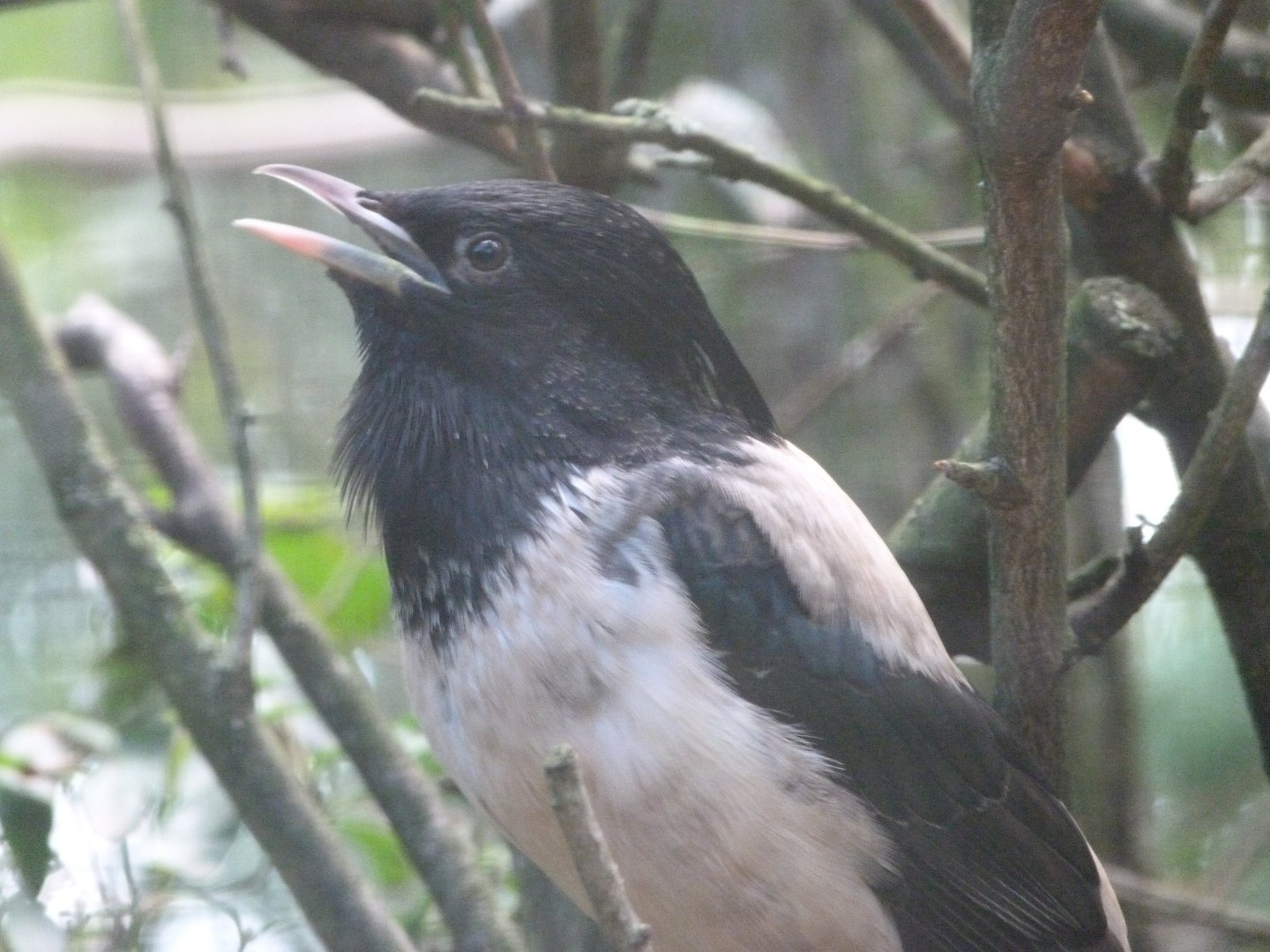 Rosy starling -Zoo Plzeň (2025)