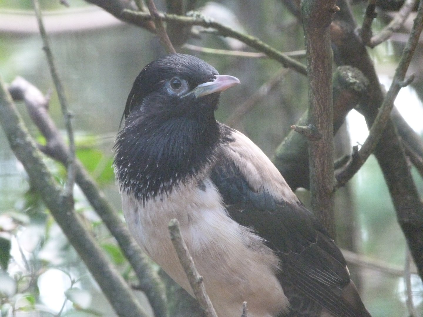 Rosy starling -Zoo Plzeň (2025)