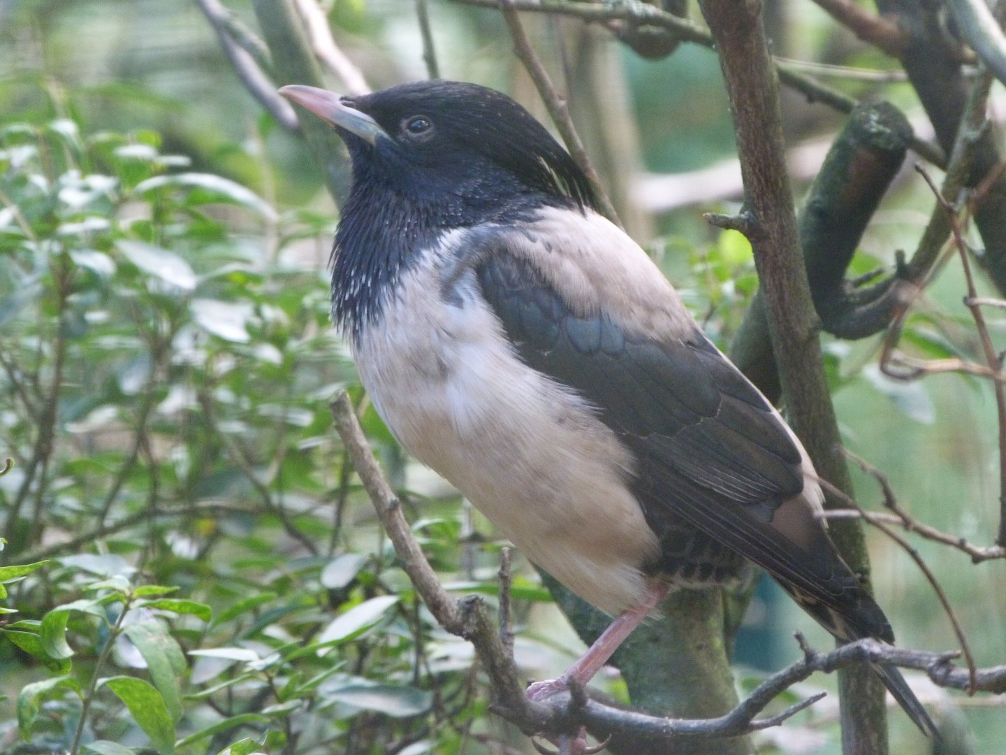 Rosy starling -Zoo Plzeň (2025)