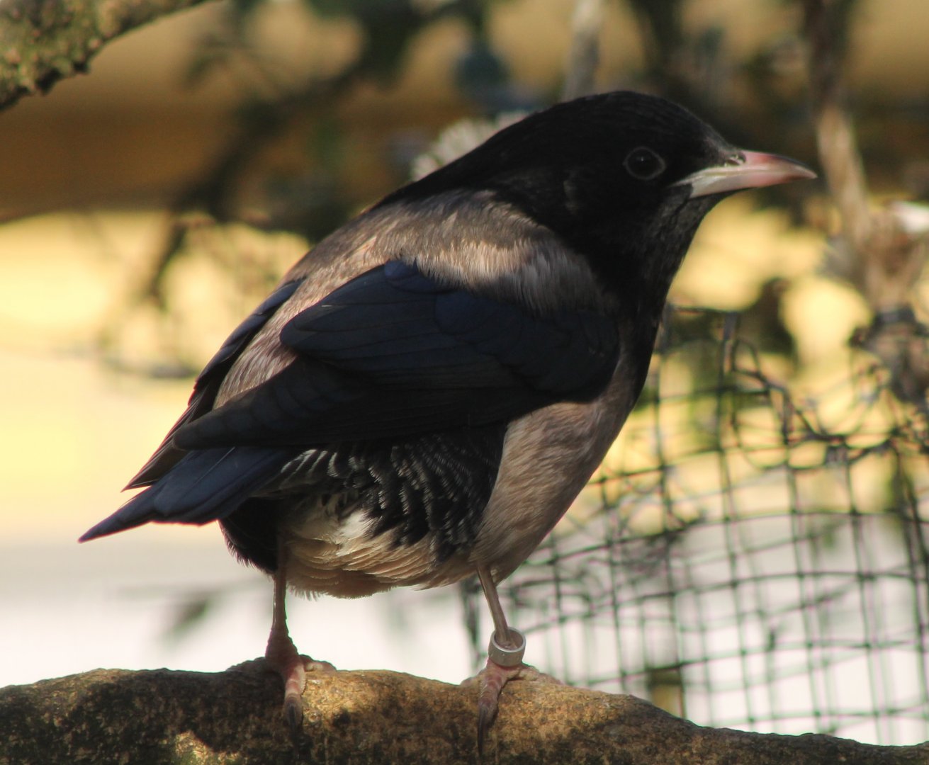Rosy starling