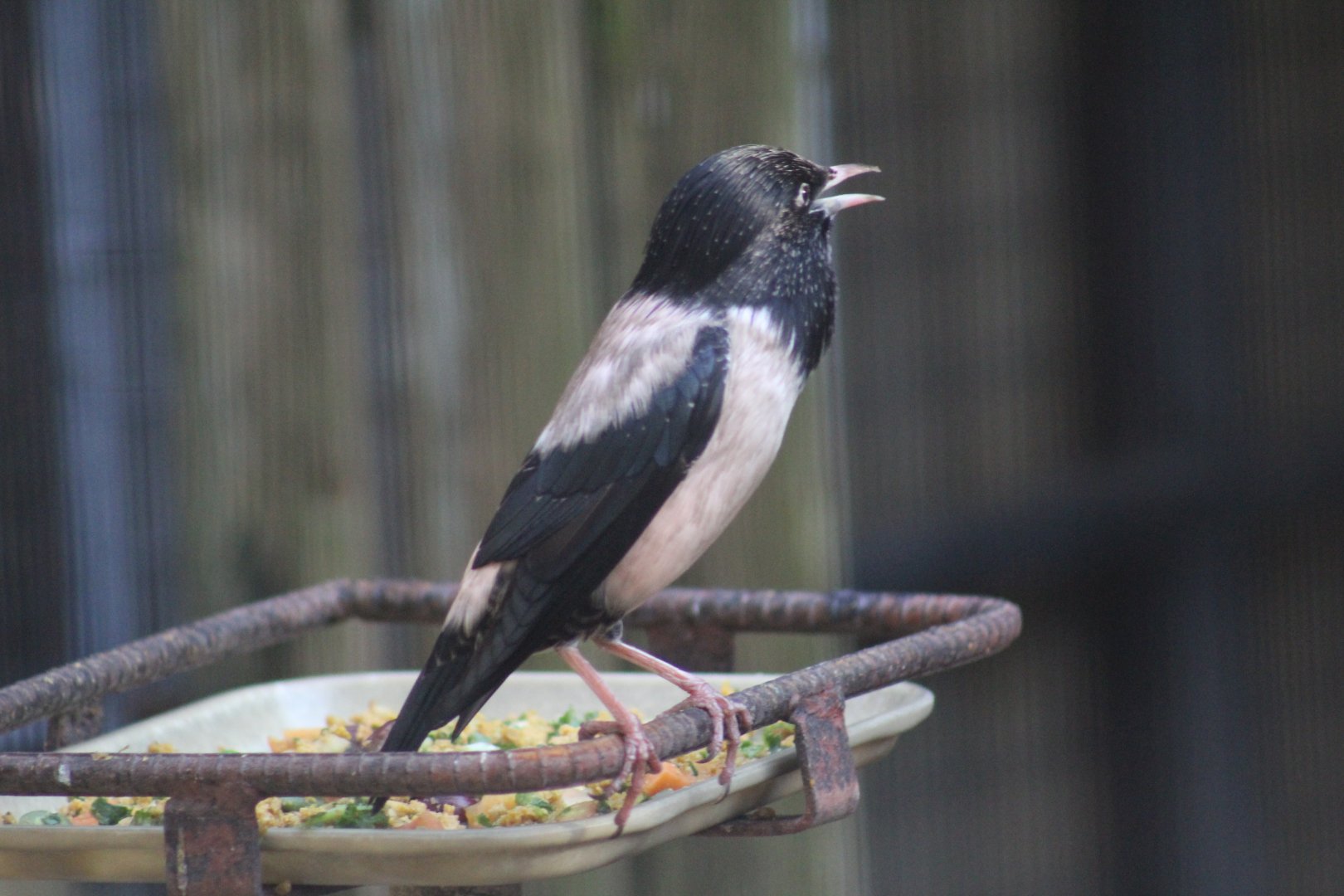 Rosy Starling