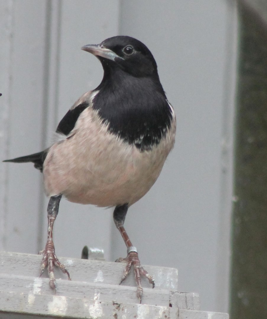 Rosy starling
