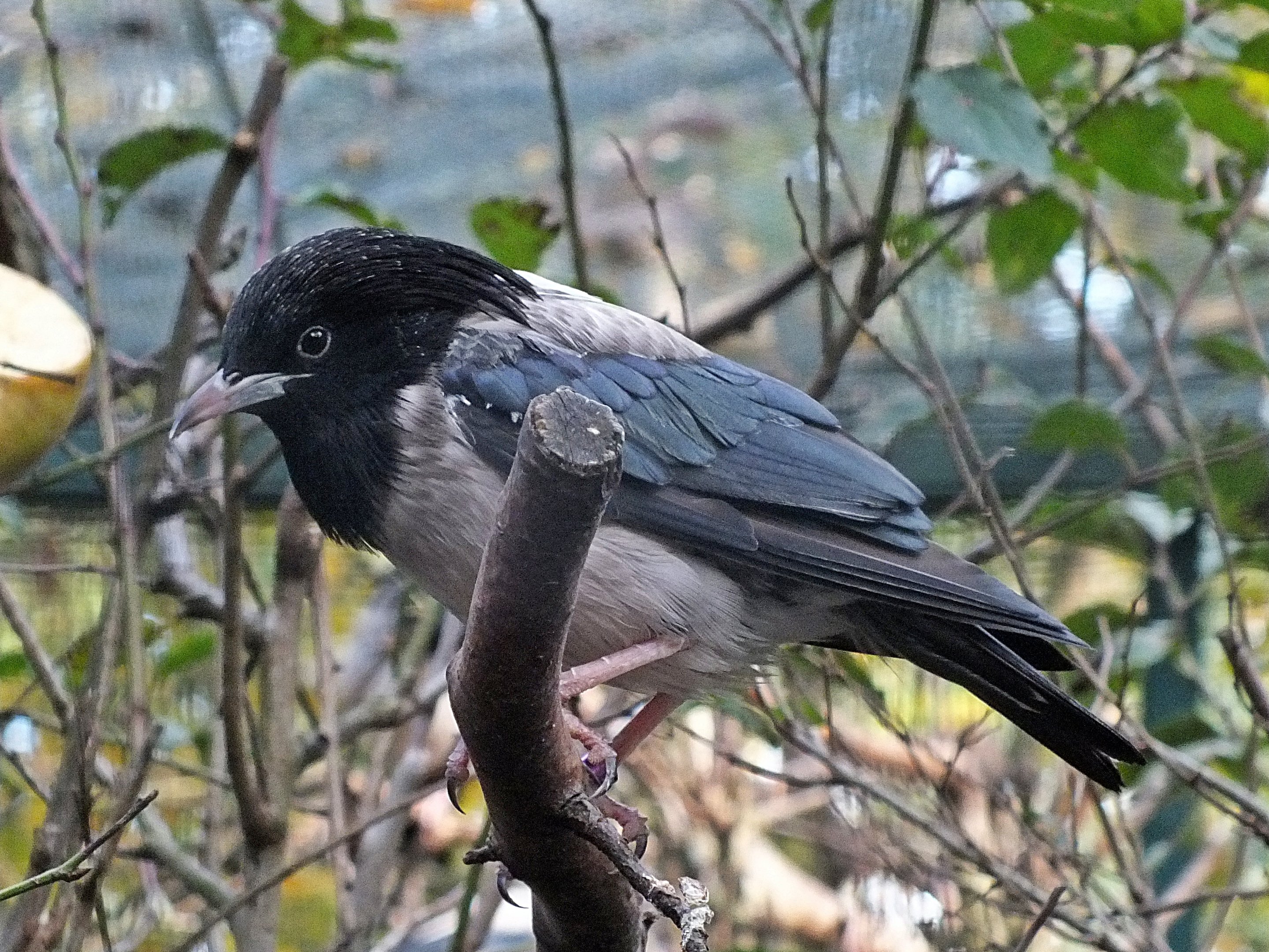 Rosy starling