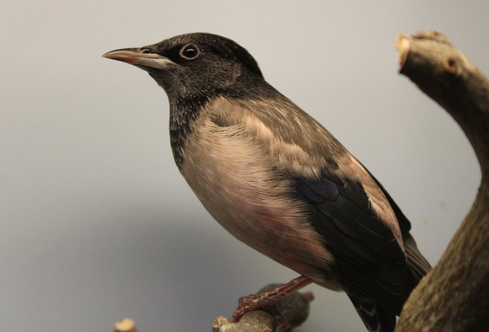 Rosy starling