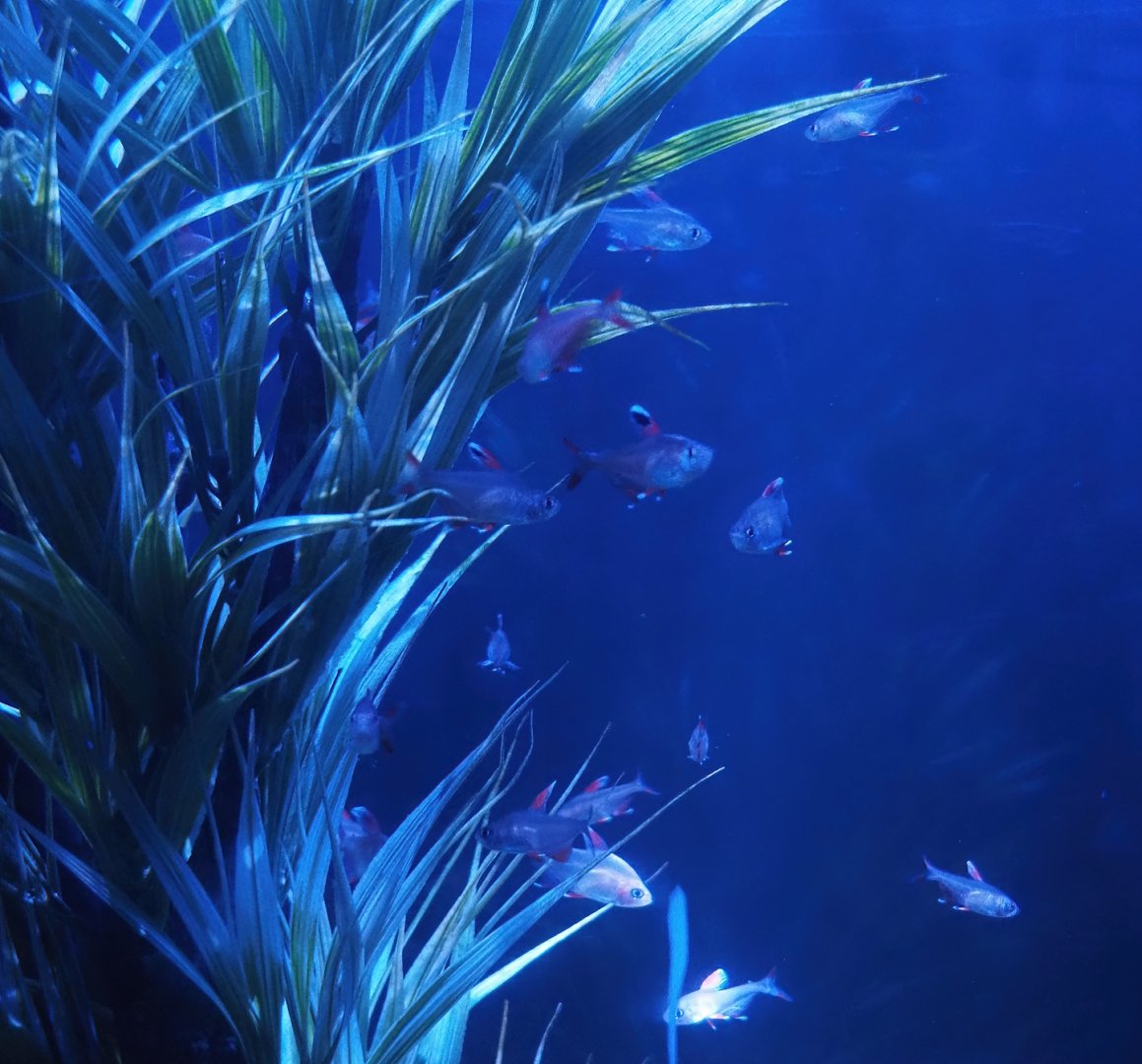 Rosy tetras (Hyphessobrycon rosaceus), 2024-09-17