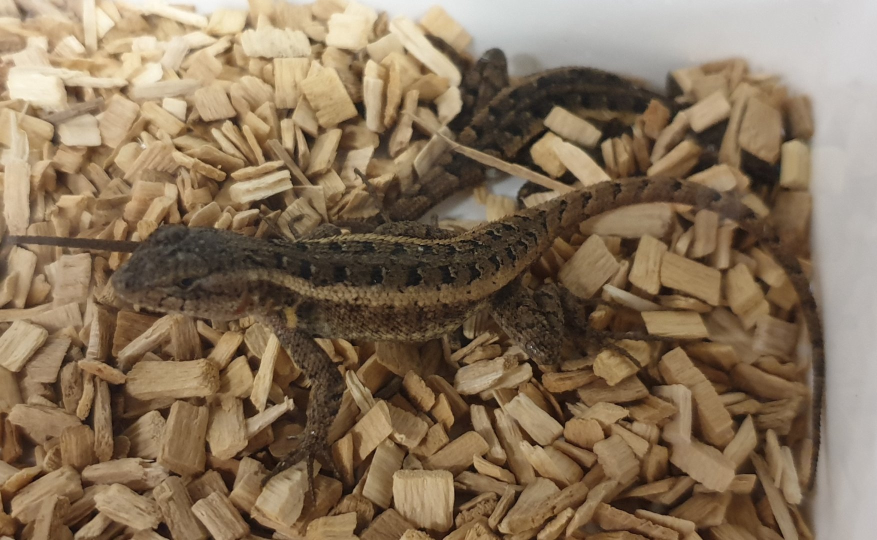 Rosybelly swift - Sceloporus variabilis