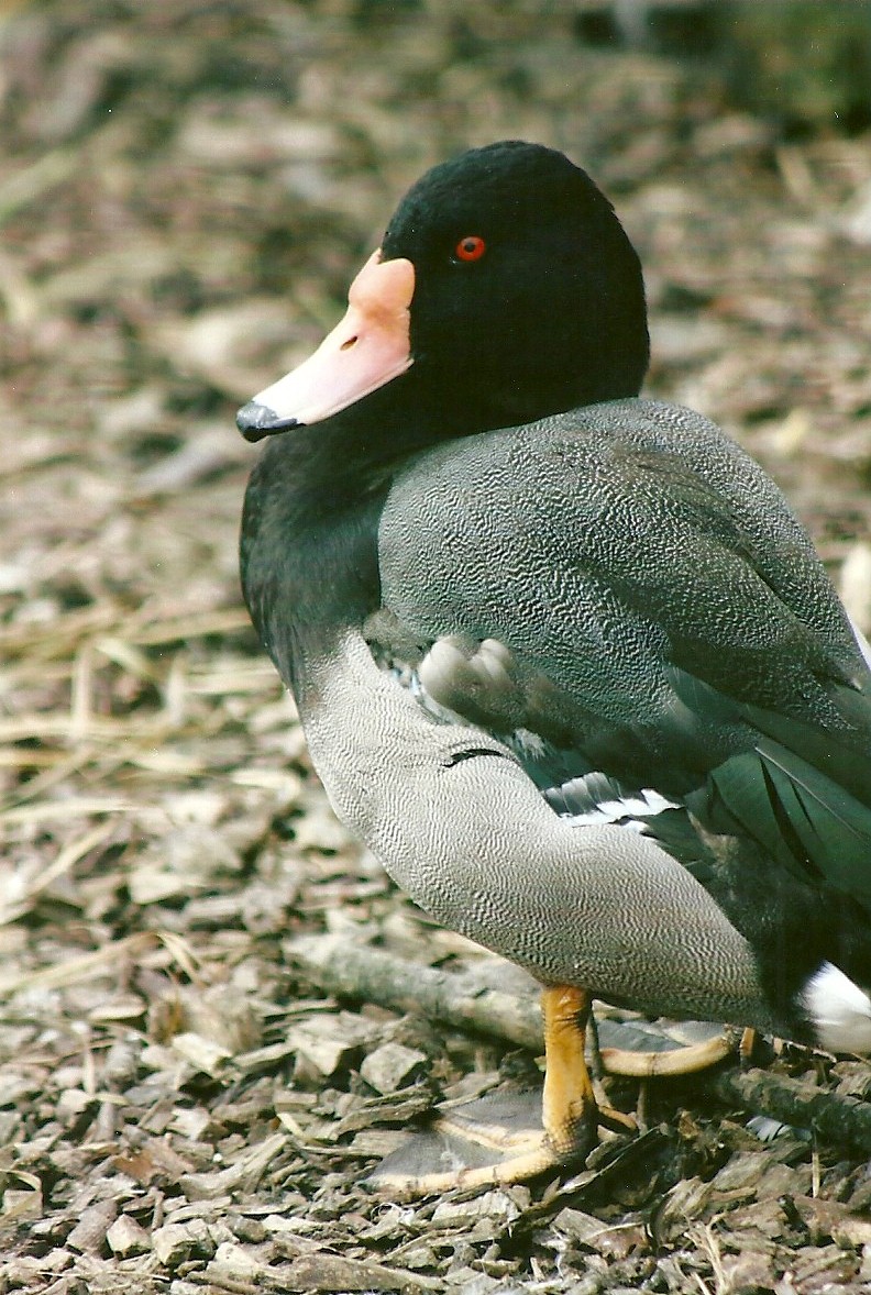 Rosybill 11th September 2012