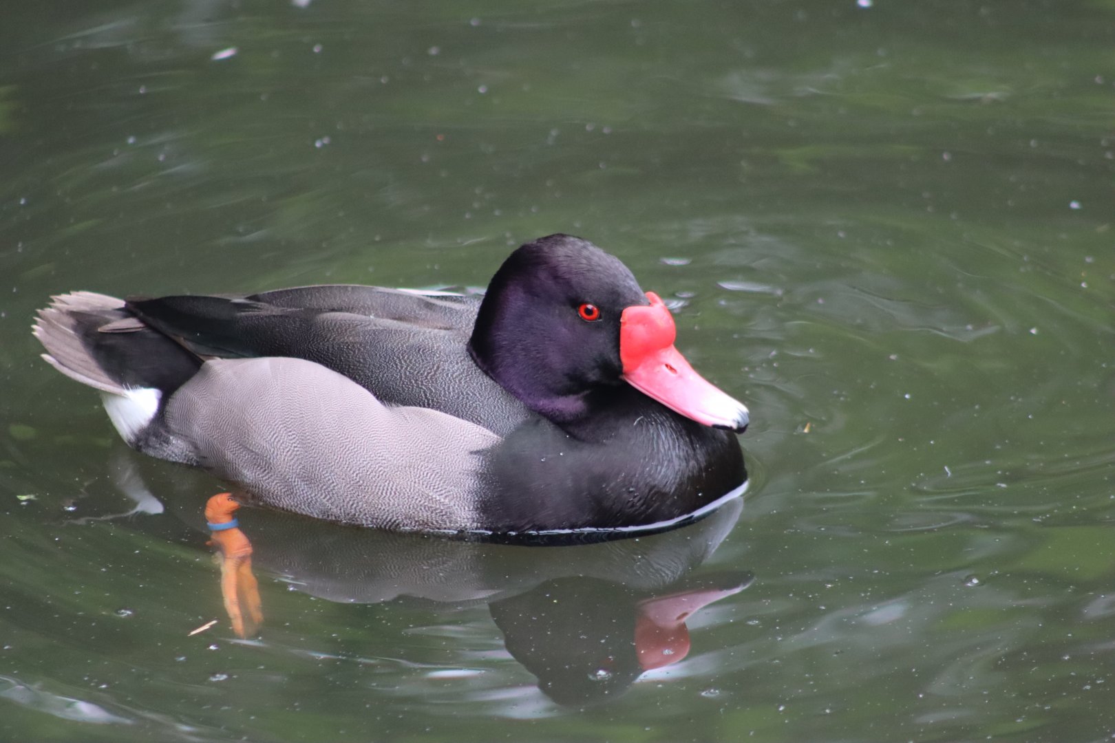 Rosybill - 20 June 2024