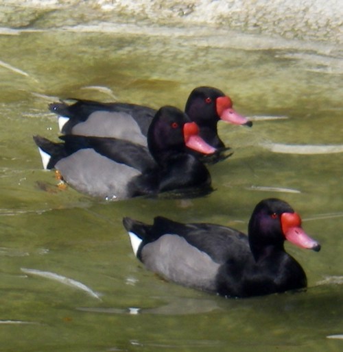 Rosybill (Netta peposaca)