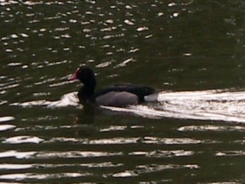 Rosybill (Netta peposaca)